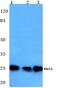 HASH1 antibody, PA5-36556, Invitrogen Antibodies, Western Blot image 
