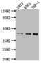 ISL LIM Homeobox 1 antibody, CSB-RA941933A0HU, Cusabio, Western Blot image 