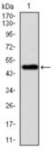 Vav Guanine Nucleotide Exchange Factor 1 antibody, abx011903, Abbexa, Western Blot image 