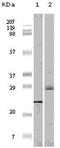 Eukaryotic Translation Initiation Factor 4E Binding Protein 1 antibody, AM06149SU-N, Origene, Western Blot image 