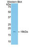 Transcription Factor 20 antibody, LS-C296731, Lifespan Biosciences, Western Blot image 
