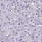 Homeobox C12 antibody, HPA055632, Atlas Antibodies, Immunohistochemistry frozen image 