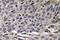 C-C Motif Chemokine Ligand 3 antibody, LS-C177602, Lifespan Biosciences, Immunohistochemistry paraffin image 