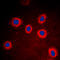 Keratin 8 antibody, LS-B16087, Lifespan Biosciences, Immunofluorescence image 