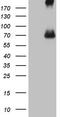  antibody, CF806031, Origene, Western Blot image 