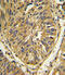 Fibroblast growth factor receptor 2 antibody, abx033561, Abbexa, Flow Cytometry image 