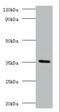 BRCA1/BRCA2-Containing Complex Subunit 3 antibody, A54460-100, Epigentek, Western Blot image 