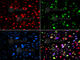 Bifunctional polynucleotide phosphatase/kinase antibody, A6693, ABclonal Technology, Immunofluorescence image 