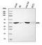 B1AR antibody, A00675-2, Boster Biological Technology, Western Blot image 
