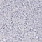 Synaptophysin antibody, HPA002858, Atlas Antibodies, Immunohistochemistry frozen image 