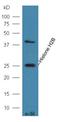 Histone H2B type 1 antibody, orb6166, Biorbyt, Western Blot image 