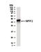 Neuropeptide FF Receptor 2 antibody, PA5-72936, Invitrogen Antibodies, Western Blot image 