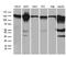Zinc Fingers And Homeoboxes 2 antibody, M05837, Boster Biological Technology, Western Blot image 