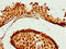 Zinc Finger Protein 679 antibody, A61990-100, Epigentek, Immunohistochemistry paraffin image 