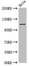 SEC23 Interacting Protein antibody, CSB-PA896767LA01HU, Cusabio, Western Blot image 