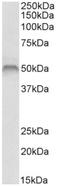 Fascin Actin-Bundling Protein 1 antibody, AP32962PU-N, Origene, Western Blot image 