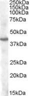 Pituitary homeobox 3 antibody, MBS420579, MyBioSource, Western Blot image 