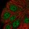 Anaphase-promoting complex subunit 5 antibody, HPA039801, Atlas Antibodies, Immunocytochemistry image 