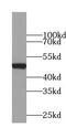 E3 ubiquitin-protein ligase TRIM22 antibody, FNab08973, FineTest, Western Blot image 