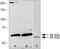 Protein Kinase AMP-Activated Non-Catalytic Subunit Gamma 2 antibody, 38-4200, Invitrogen Antibodies, Western Blot image 