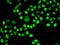 Hyaluronan And Proteoglycan Link Protein 1 antibody, orb247528, Biorbyt, Immunocytochemistry image 