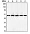 GATA Binding Protein 4 antibody, orb213969, Biorbyt, Western Blot image 