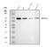 Heat Shock Protein Family D (Hsp60) Member 1 antibody, MA1049, Boster Biological Technology, Western Blot image 