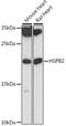 Heat shock protein beta-2 antibody, 16-581, ProSci, Western Blot image 