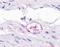 Bombesin Receptor Subtype 3 antibody, orb85573, Biorbyt, Immunohistochemistry paraffin image 