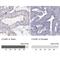 Chromosome 7 Open Reading Frame 61 antibody, NBP2-32540, Novus Biologicals, Immunohistochemistry paraffin image 