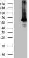 Akt antibody, TA806074, Origene, Western Blot image 