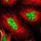 WAS antibody, NBP1-87827, Novus Biologicals, Immunofluorescence image 