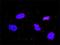 CRK Like Proto-Oncogene, Adaptor Protein antibody, H00001399-M03, Novus Biologicals, Immunofluorescence image 