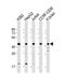 Peptidylprolyl Isomerase D antibody, M02424-1, Boster Biological Technology, Western Blot image 