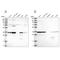 Leucine Rich Repeat Containing 59 antibody, NBP1-93952, Novus Biologicals, Western Blot image 