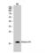 Histone H3 antibody, LS-C383982, Lifespan Biosciences, Western Blot image 