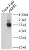 ARRB1 antibody, FNab00875, FineTest, Immunoprecipitation image 
