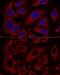 ADP-ribosylation factor-like protein 8B antibody, GTX66546, GeneTex, Immunofluorescence image 