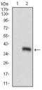 Homeobox protein goosecoid antibody, GTX60784, GeneTex, Western Blot image 