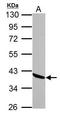Annexin A1 antibody, TA308701, Origene, Western Blot image 
