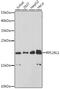 Ribosomal Protein L26 Like 1 antibody, 23-808, ProSci, Western Blot image 