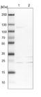 Motile Sperm Domain Containing 1 antibody, NBP1-84220, Novus Biologicals, Western Blot image 