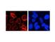 Nucleoporin 210 antibody, IQ244, Immuquest, Immunofluorescence image 