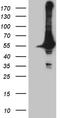 DEAD-Box Helicase 19A antibody, TA809971S, Origene, Western Blot image 