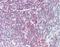 Diacylglycerol Kinase Zeta antibody, orb96514, Biorbyt, Immunohistochemistry paraffin image 