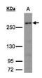 CAD protein antibody, orb89495, Biorbyt, Western Blot image 