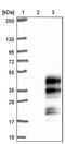 Chromosome 19 Open Reading Frame 18 antibody, PA5-53185, Invitrogen Antibodies, Western Blot image 