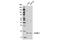 BCL2 Related Protein A1 antibody, 14093S, Cell Signaling Technology, Western Blot image 