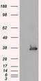 Serine Racemase antibody, TA500941, Origene, Western Blot image 