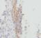 PLAU antibody, FNab09267, FineTest, Immunohistochemistry frozen image 